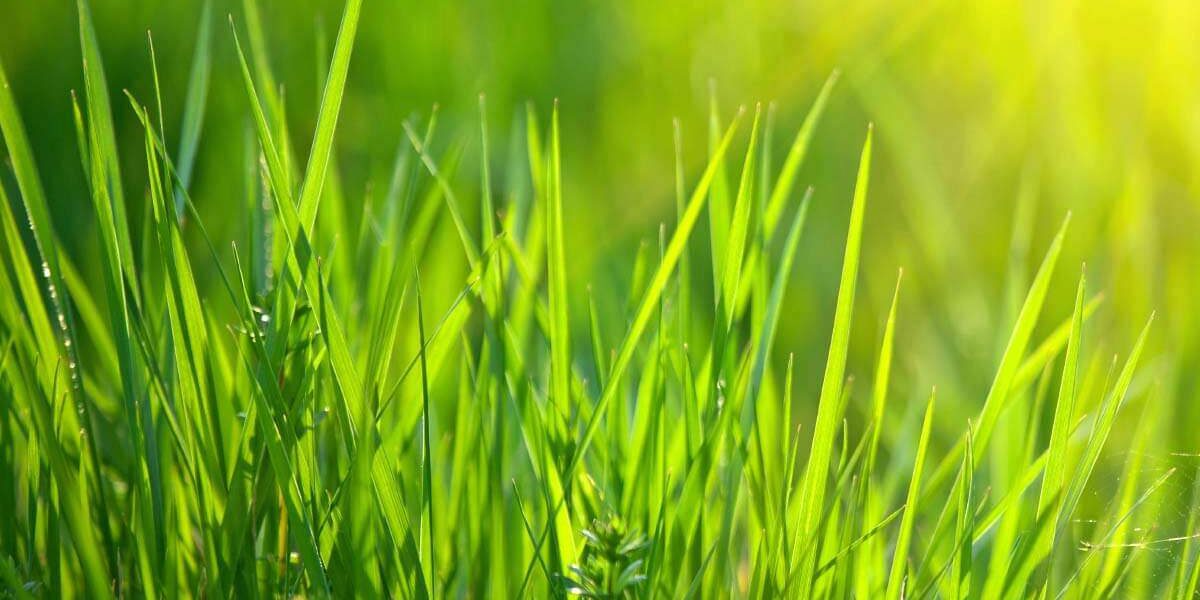 grass1